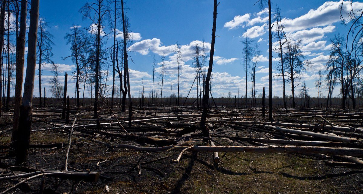 восстановление леса после пожара. леса после пожара. восстановление леса после пожара. восстановленные леса после пожаров. сосновый лес после пожара.