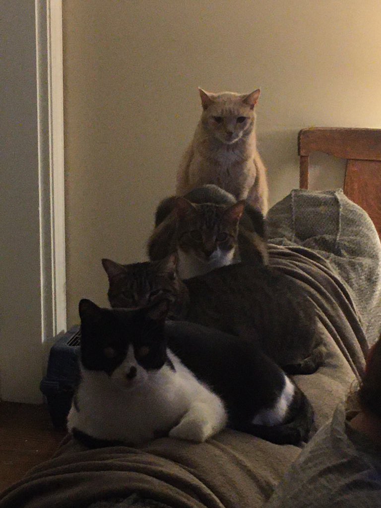uncompetent's tweet photo. @ChurchofSatan Gary, Kitters, Lucille and Jackson https://t.co/m2qQyjr84h