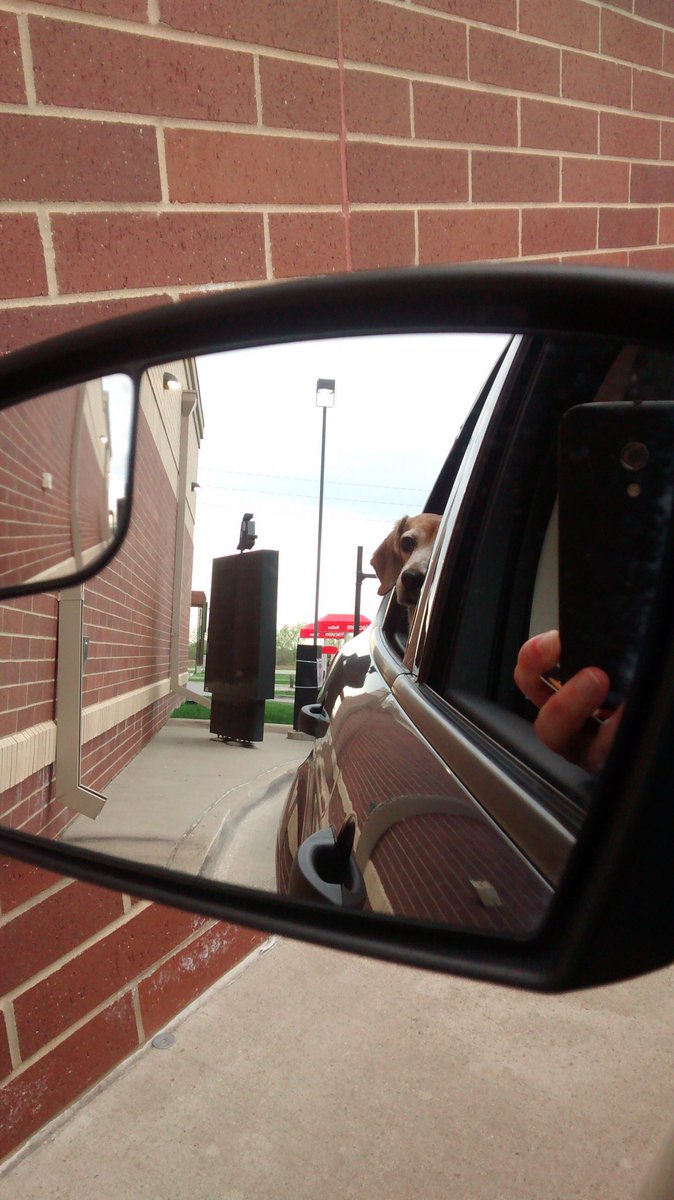 CateBryan's tweet photo. Day 49 of the #goodtruebeautiful

Tips from Blair the #beagle on how to handle quarantine with the humans:

1. Demand car rides to @cariboucoffee for puppy lattes
2. Demand car rides to @ChickfilA for treats 
3. Demand car rides to the bank for the special chute of milkbones https://t.co/ozxHhNgyqz