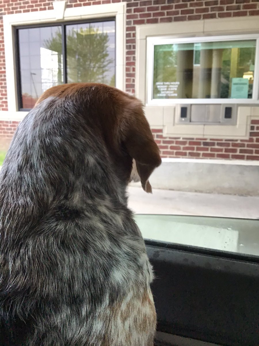 CateBryan's tweet photo. Day 49 of the #goodtruebeautiful

Tips from Blair the #beagle on how to handle quarantine with the humans:

1. Demand car rides to @cariboucoffee for puppy lattes
2. Demand car rides to @ChickfilA for treats 
3. Demand car rides to the bank for the special chute of milkbones https://t.co/ozxHhNgyqz