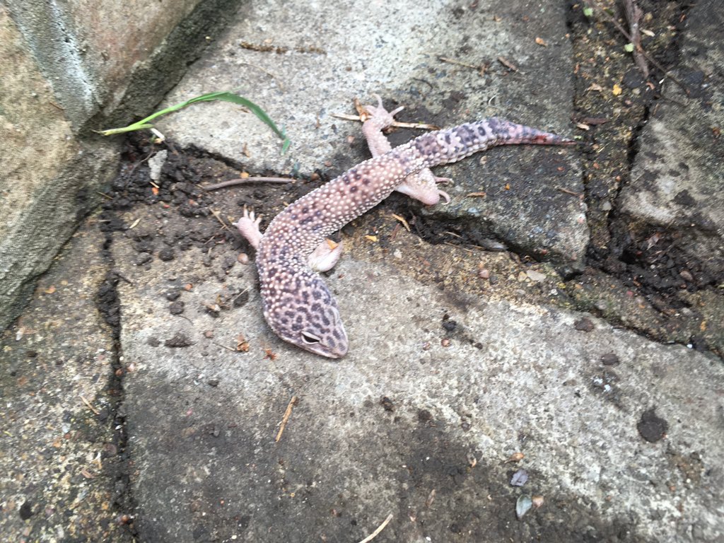 rspca leopard gecko