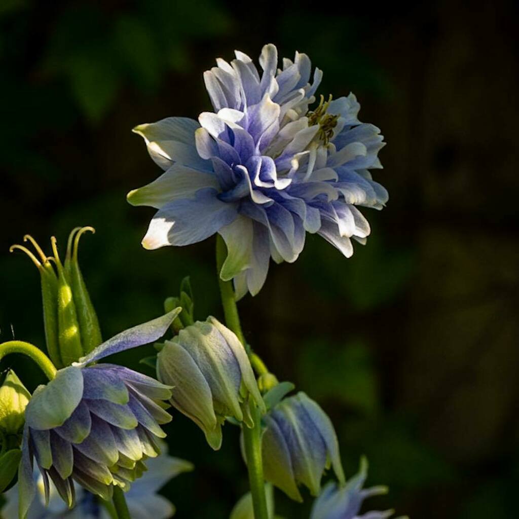 jstanton8869's tweet photo. Double Aquilegia otherwise known as Granny’s Bonnet.  #macro #macrogarden #aquilegia #leicaq2 #leica #lockdown https://t.co/UJjdsGS70G https://t.co/6BwqRhw3bk