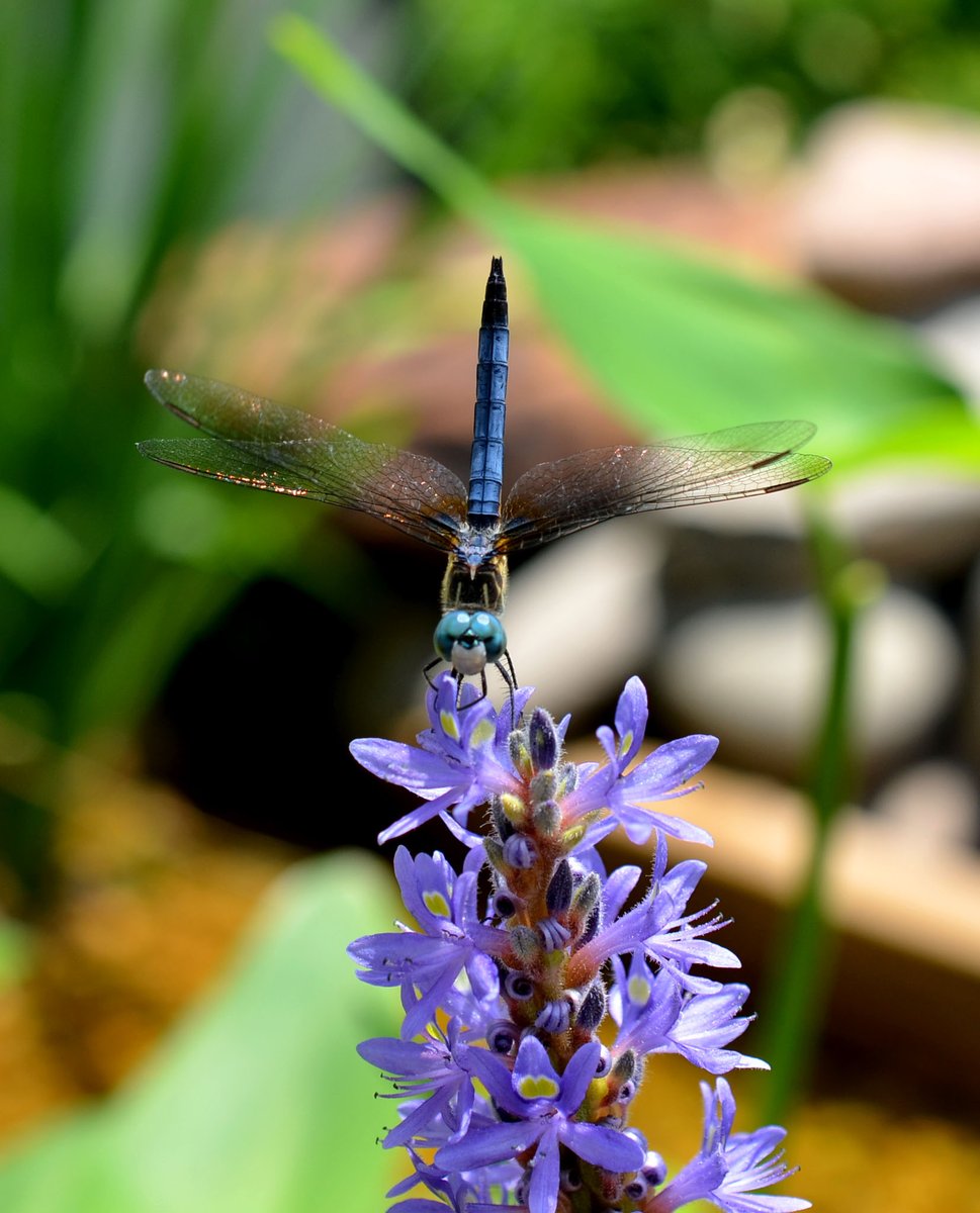 Our Native Plant Sale is now open to all - head over to thevlm.org to place your order today! We have all of the native plants and garden gifts you need to help spring bloom at home! #valivingmuseum #vlmnativeplantsale #buylocal
