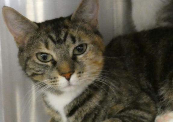 ssmhs's tweet photo. Tigger is a super sweet cat that had six kittens while here at the shelter.  She is a nice quiet cat that would likely do well in any home. 
https://t.co/JqNv4MhHi6 https://t.co/hvcujhiQKJ