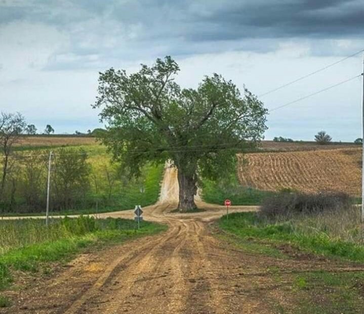 Instead of cutting the tree, they made a roundabout!
They knew a road could be made in few days only, but a tree takes atleast a decade to look like this.
Priorities should be correct.
#SundayThoughts