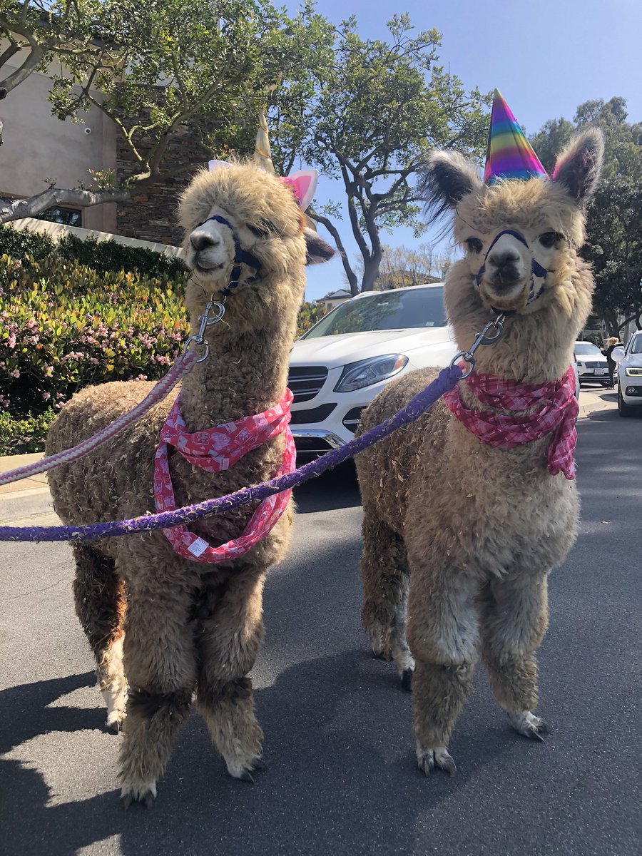 doublesamfarms's tweet photo. @chrissyteigen We were on ABC news for parading our alpacas down the street in party hats 😂🦙💗 it went national and international but we have no idea where or when it aired. @alpaca_parade https://t.co/mlVYjv8WNz