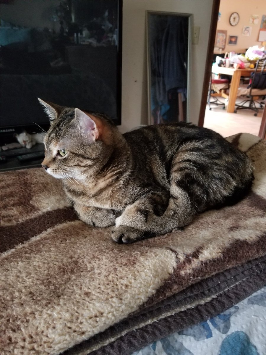 othrunner99's tweet image. It's a lazy #Caturday