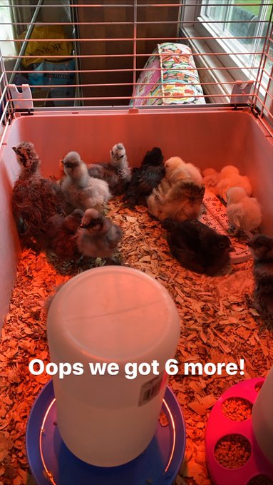 Brb living my best farmer homesteading life lol https://t.co/8yPSHRD3VJ<a href="/tag/ssbbw"class="tags"><span>#ssbbw</span></a>