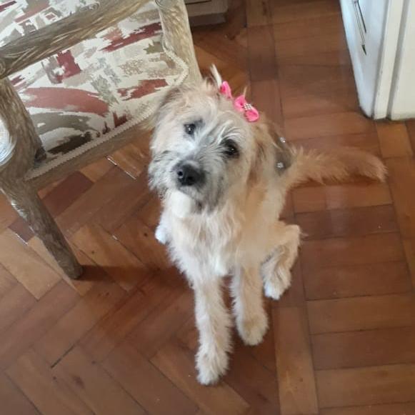abrigojoaorosa's tweet photo. Sobre a adoção da Olinda 😍
[THREAD]

Olinda, nossa pequena ursinha, é mais uma integrante da família Supervia. E, como tudo nessa família, as viagens seguem rumos inesperados. https://t.co/XxmDrCp5Fk