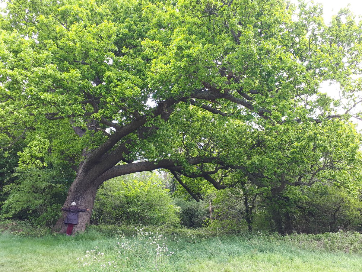 helsburd's tweet photo. Having the time to walk daily means that I'm getting to know some trees I haven't seen for 20 years. This is the biggest oak I've ever met - how old do you think it is? (Mum for scale) #Quercusrobur #FootsCrayMeadows https://t.co/WvcjTZZDUq