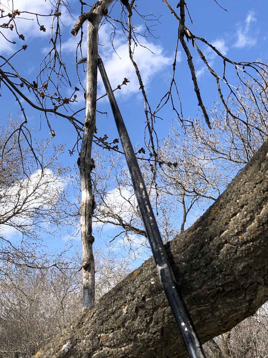 Spring yard work. Check the barn or the old show supplies, you might find you also have a “dead branch removal tool”! Crooked #showcane