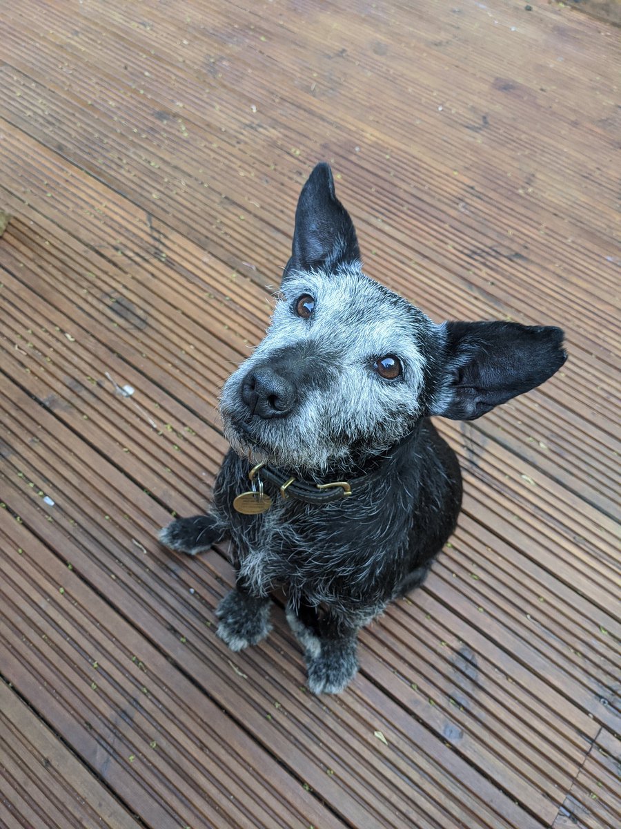 RosieAshforth's tweet photo. @curtsmith my dog beryl will forever remember meeting you in @aardman around 2011 when you came to visit. You stroked her and she still goes on about it whenever she hears a Tears for Fears song https://t.co/V7wtu4bpdM