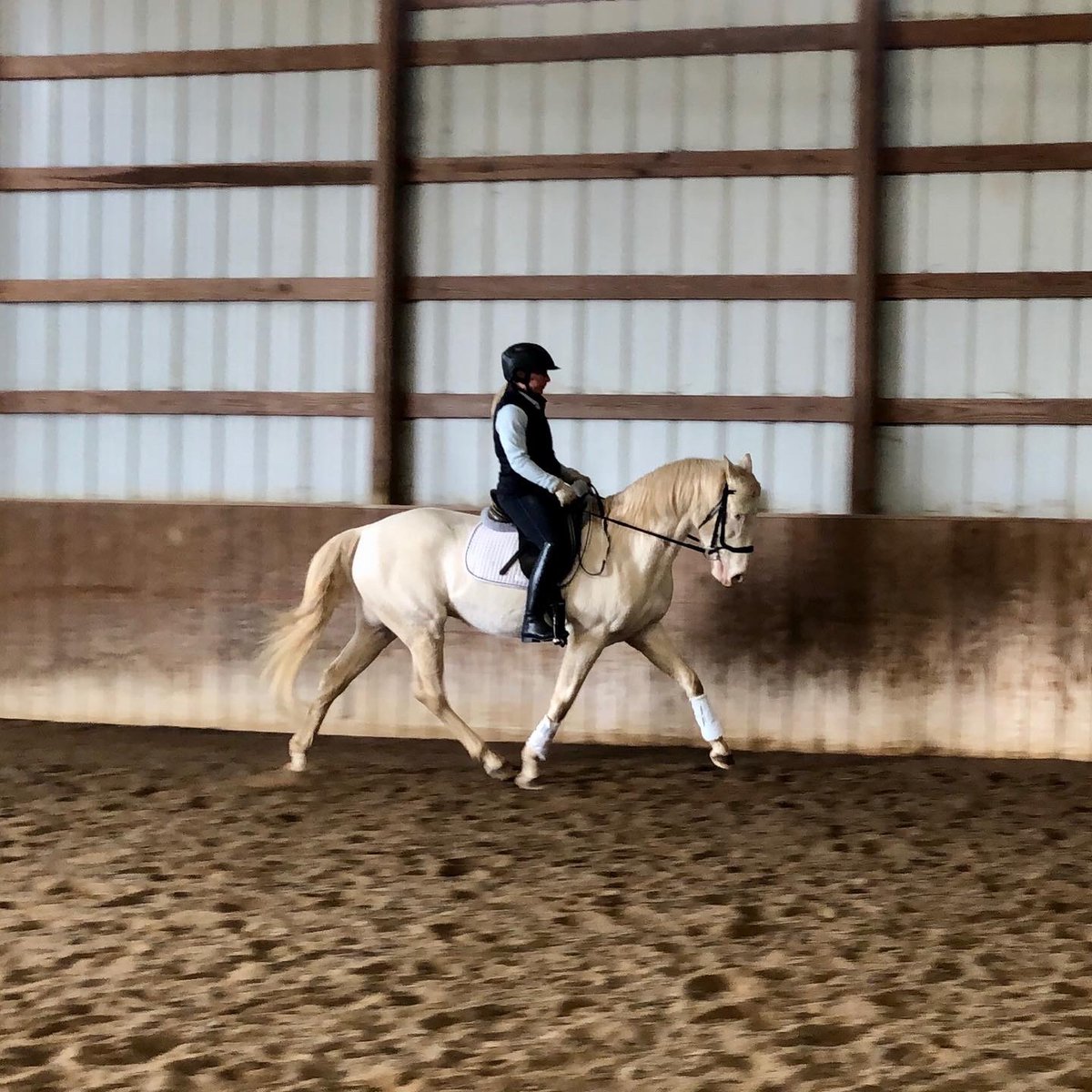 cedressage's tweet photo. Young gelding Zarro is really coming into his own this year. He’s five! #dressage #dreamhorse #horses #horse #equestrian #equestrianlife #training #horsegirl #ialha #arena #equine #unicorn https://t.co/JizIzxm9E2