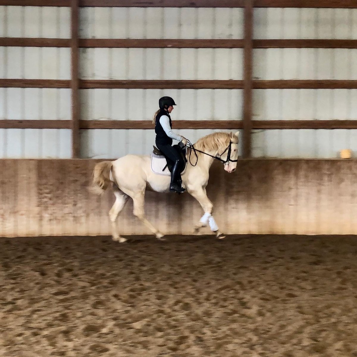 cedressage's tweet photo. Young gelding Zarro is really coming into his own this year. He’s five! #dressage #dreamhorse #horses #horse #equestrian #equestrianlife #training #horsegirl #ialha #arena #equine #unicorn https://t.co/JizIzxm9E2