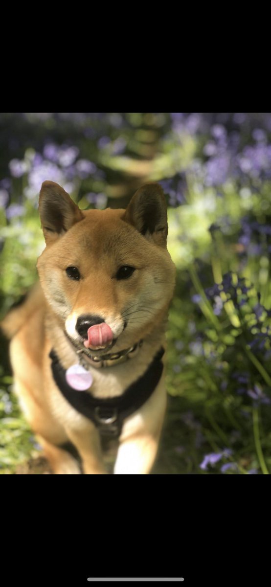 Rhonda Sturley tweet media