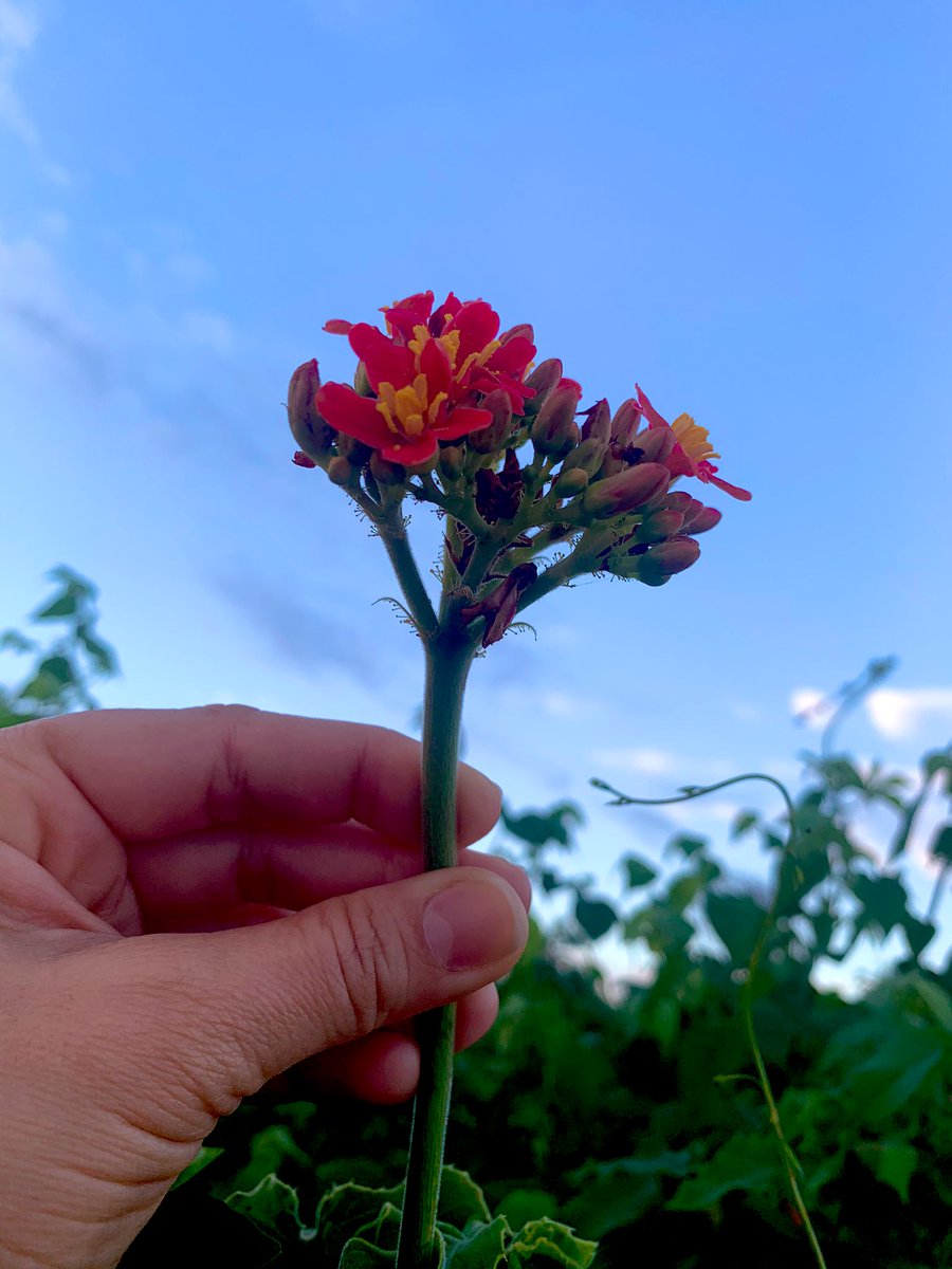 suelysilvas's tweet photo. Aprendendo a fotografar... acredito que cada foto é uma arte, cada arte uma viagem, cada viagem uma emoção, cada emoção um prazer e cada prazer uma realização. 
#fotografia #fotografianatural #natureza #paisagens #figurasplanas #floresdomato #sertaope #petrolandia  #Brasil @yawd https://t.co/9mGLU6FlmD