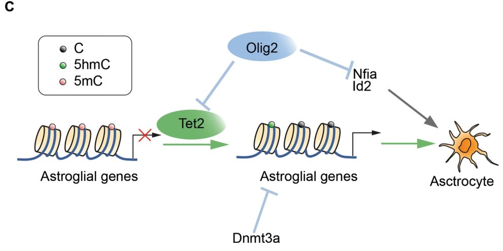 NeuralCell's tweet image. Scientists from @dgsomucla revealed a brand-new function of Tet2 to promote #NeuralStemCell differentiation into #astrocytes.

go.nature.com/2yeFTt9