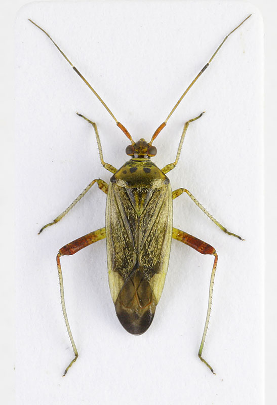 BritishBugs's tweet photo. The mirid Closterotomus trivialis is native to southern Europe and was first found here in 2008. Yesterday was my earliest ever record of this species - amazing that something adapted to the mediterranean climate is able to become adult here so early in the season. https://t.co/9zzoGqOq8a