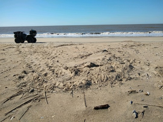 fishshootouts's tweet photo. Sea turtle season begins in South Carolina.

https://t.co/L2EUQ5dRTe https://t.co/nt9CAAt0ln