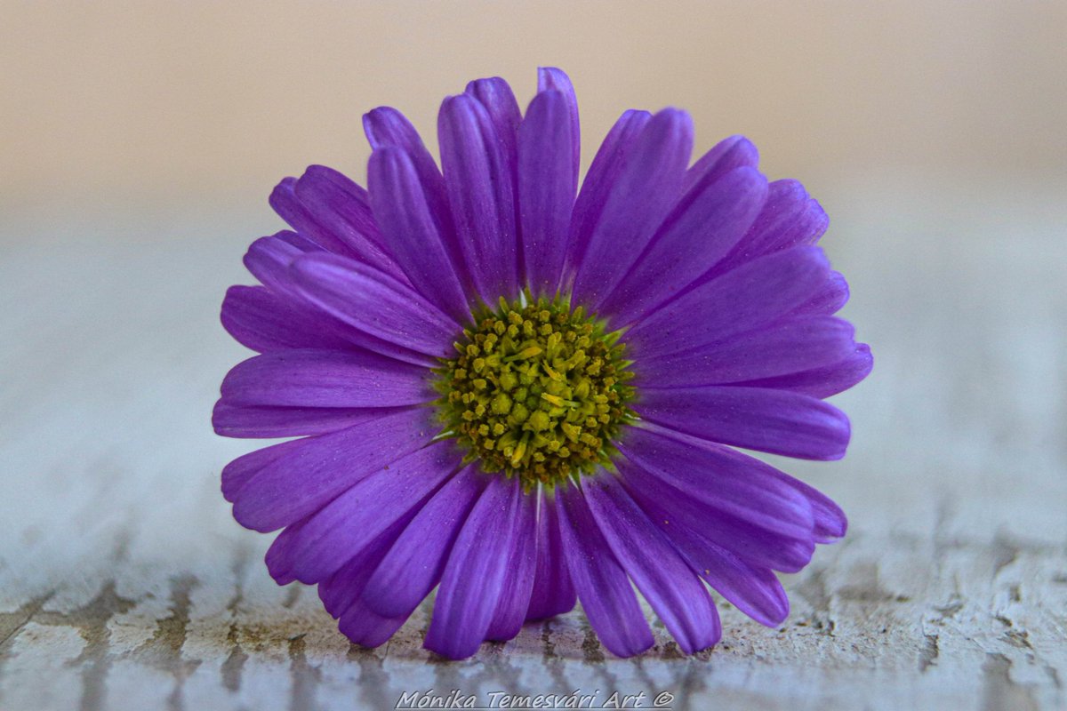 MonikaTemesvari's tweet photo. -A picture is a poem without words. 🌸📷
#macrophotography #monikatemesvariart https://t.co/BNaqt9cEE2
