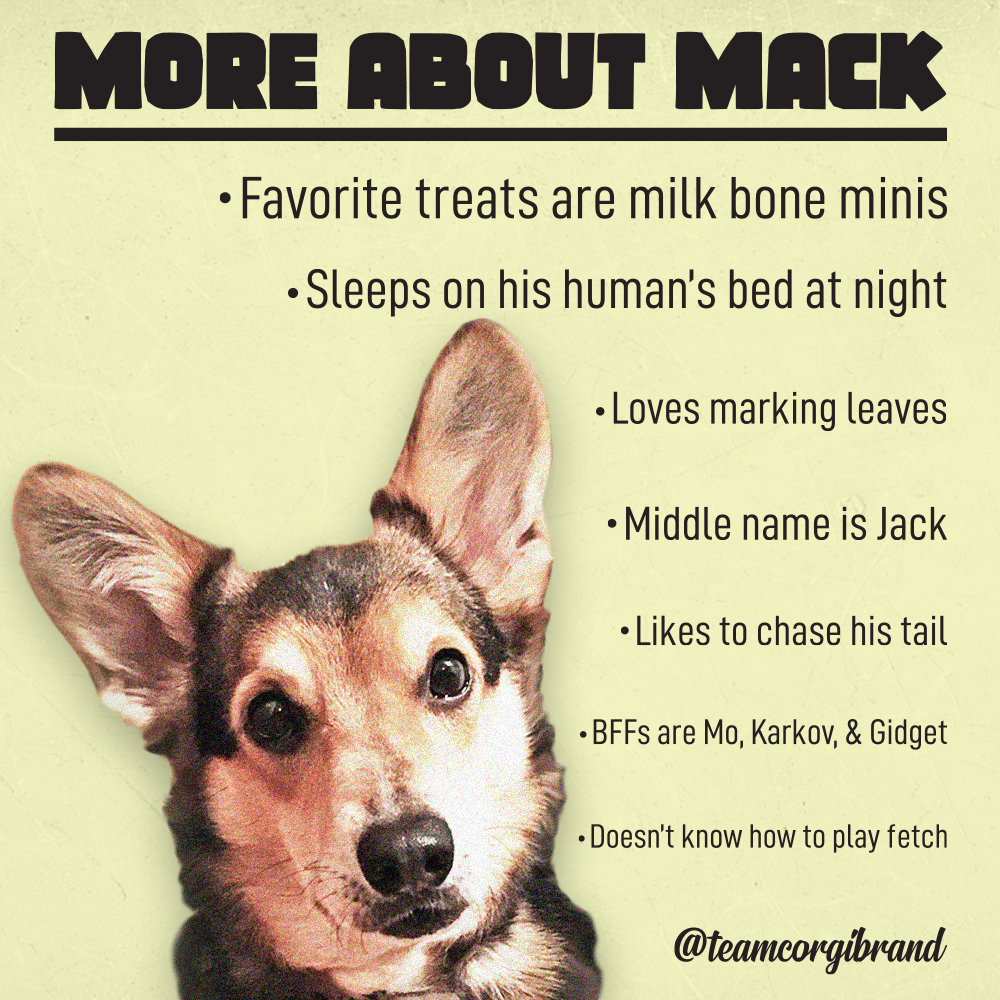 TeamCorgiBrand's tweet photo. Here is more about Mack from the #AskMack session https://t.co/HogB5r4Yh2