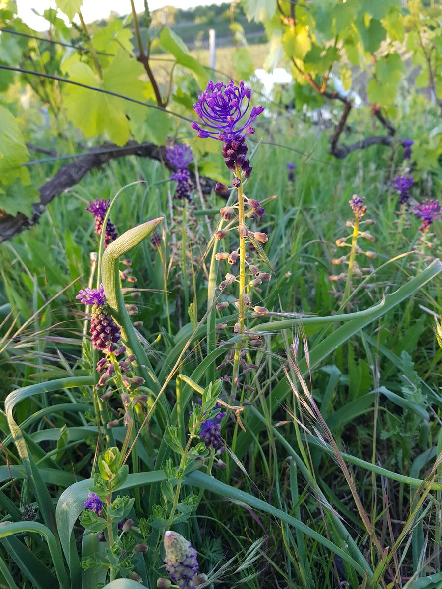 benoit51390's tweet photo. Evolution du muscari à toupet en quatre photos.
#champagne
#LesDos
#chardonnay https://t.co/pFprWNaoIA