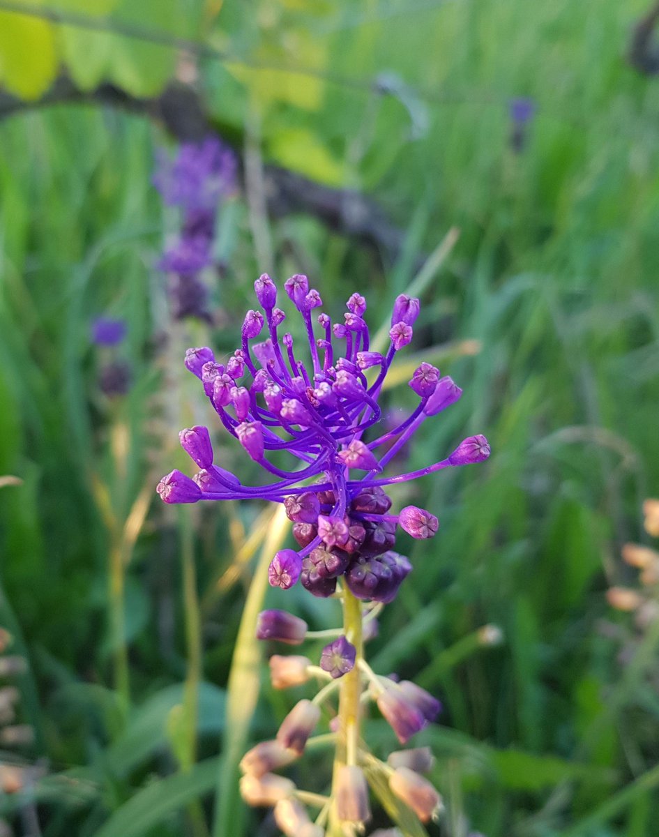 benoit51390's tweet photo. Evolution du muscari à toupet en quatre photos.
#champagne
#LesDos
#chardonnay https://t.co/pFprWNaoIA