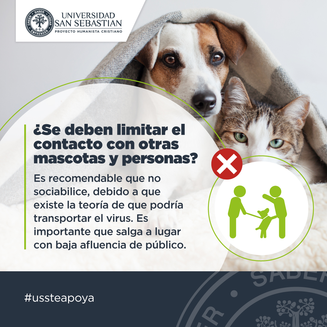 USanSebastian's tweet photo. Es nuestro deber cuidar a cada integrante de nuestros hogares, por lo que la Facultad de Medicina Veterinaria @USanSebastian preparó algunos consejos para cuidar a las mascotas en el contexto del COVID-19 #COVIDー19Chile #QuédateEnCasa #USSTeApoya https://t.co/zIQ0dG0iUU