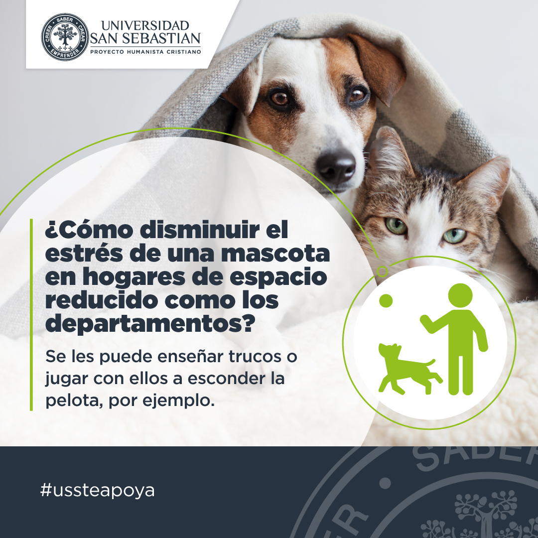 USanSebastian's tweet photo. Es nuestro deber cuidar a cada integrante de nuestros hogares, por lo que la Facultad de Medicina Veterinaria @USanSebastian preparó algunos consejos para cuidar a las mascotas en el contexto del COVID-19 #COVIDー19Chile #QuédateEnCasa #USSTeApoya https://t.co/zIQ0dG0iUU
