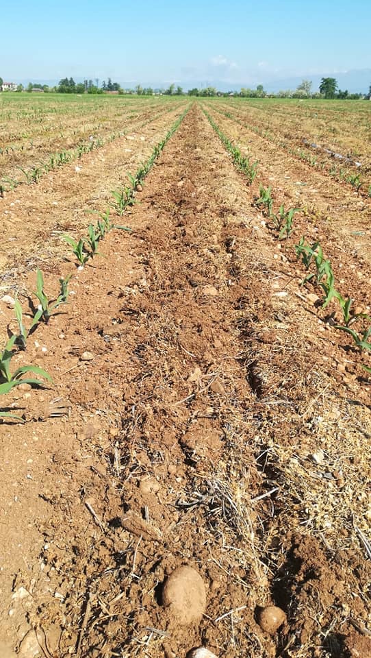 Soave_M's tweet photo. Stesura ala gocciolante per irrigare il mais visto che sono piovuti solo 5 mm e la siccità continua. https://t.co/ax5QmgPXej