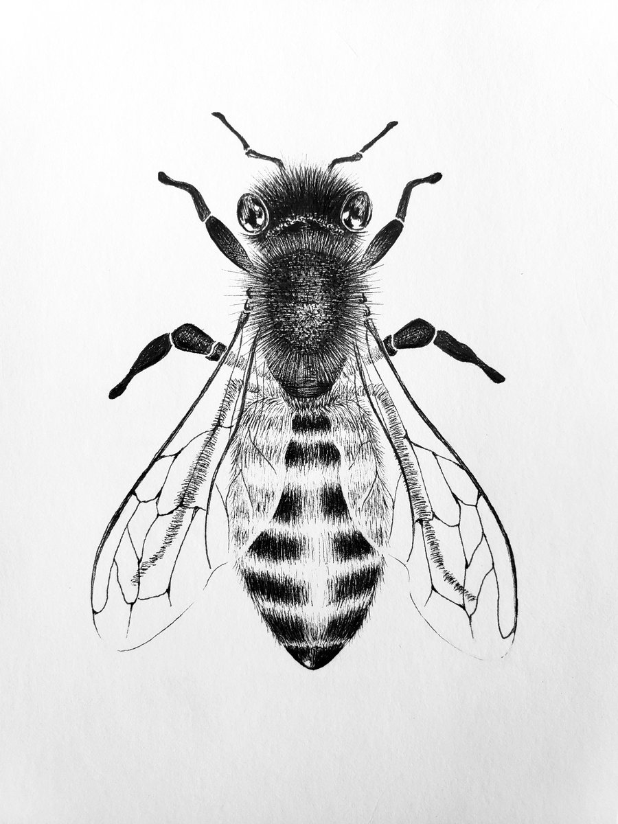 eekaa_'s tweet photo. Coming at you from the sketchbook - Honeybee! 🐝✍🏻 

#honeybee #sketchbook #illustration #artist #art #savethebees #sciart #sketch #insect #bee #nature #sharpieart #createart #drawing https://t.co/SJp0mwQSQb