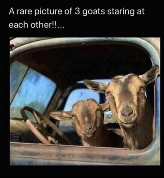 bambiiroy's tweet photo. @Tendai_Chiweshe There should have been 3 goats actually,,, am here staring https://t.co/OBnGbZV5iO