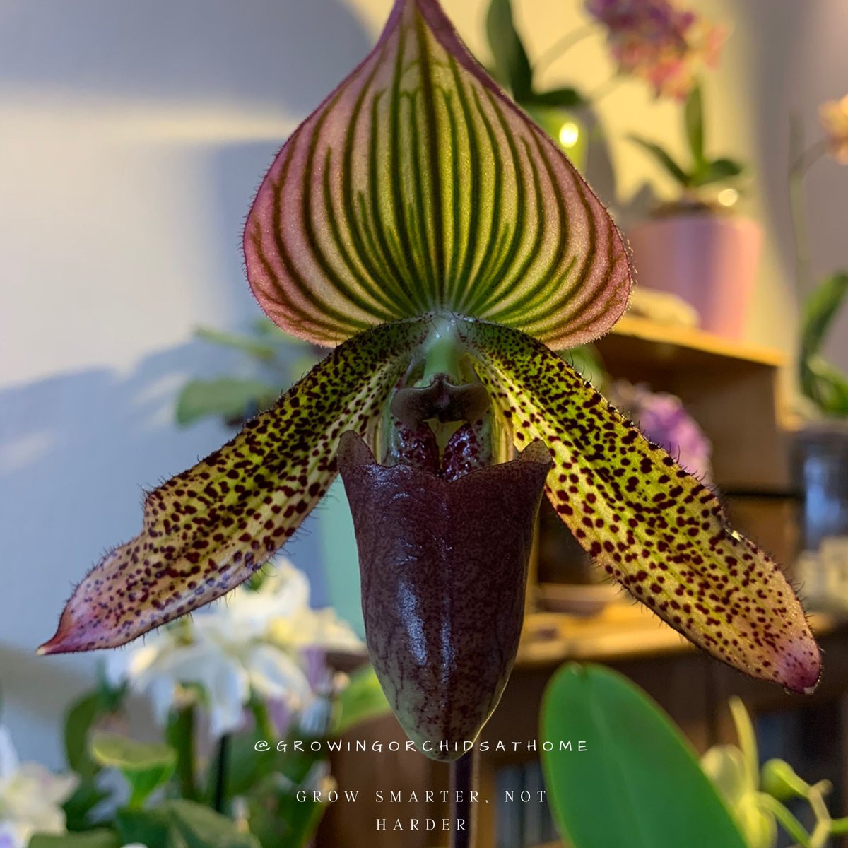 I love him! Maudiae Vinicolor ‘Schwarze Madonna’ x wardii ‘Lemförde’  #orchidcommunitychatter #growingorchidsathome #GOAH #semihydro #inertmedia #orchids #homegrownorchids #homegrowing #orchidsoftwitter