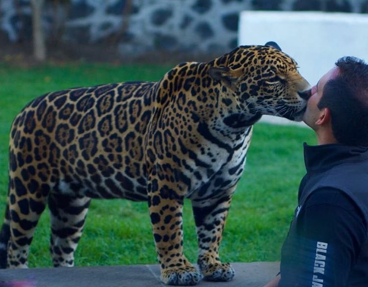 Милые животные. Мания животные. Анекдоты с котами. 4. Мания животные.