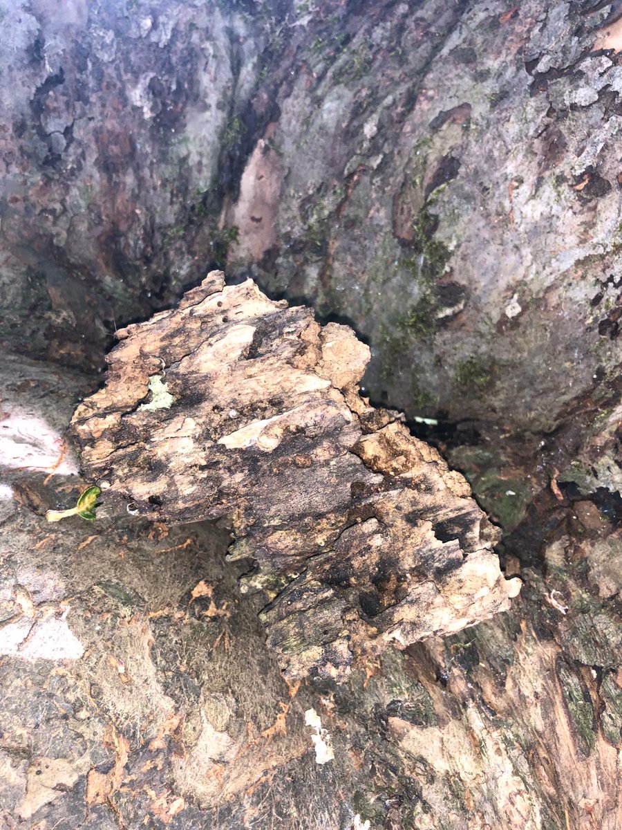 Tree twitter, can anyone tell me what is wrong with our apple tree? It's like this in a few places limbs have been removed, before we moved in. Big chunks fall out, like in the last picture. #trees #tree #appletree #treesurgeon #treedisease