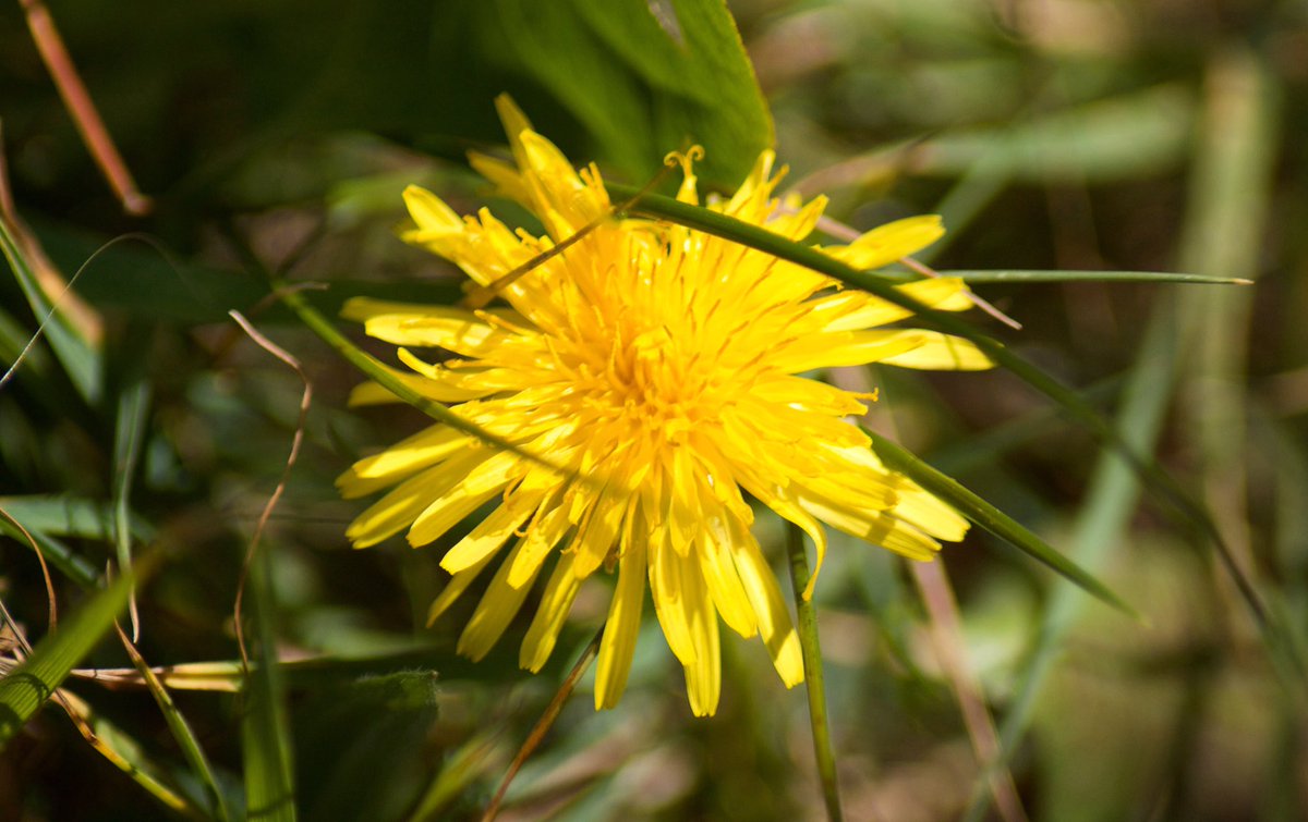 CMemories73's tweet image. So finally took the DSLR out for spin on my walk to my local park. Felt self conscious but eventually got over it and took some pics.. prefer the first one. What do u think?
#flowers #park @BBCCountryfile @myattsfields 
Beautiful wildlife garden to explore. 
#mojoback #happy 🤗👍🏻