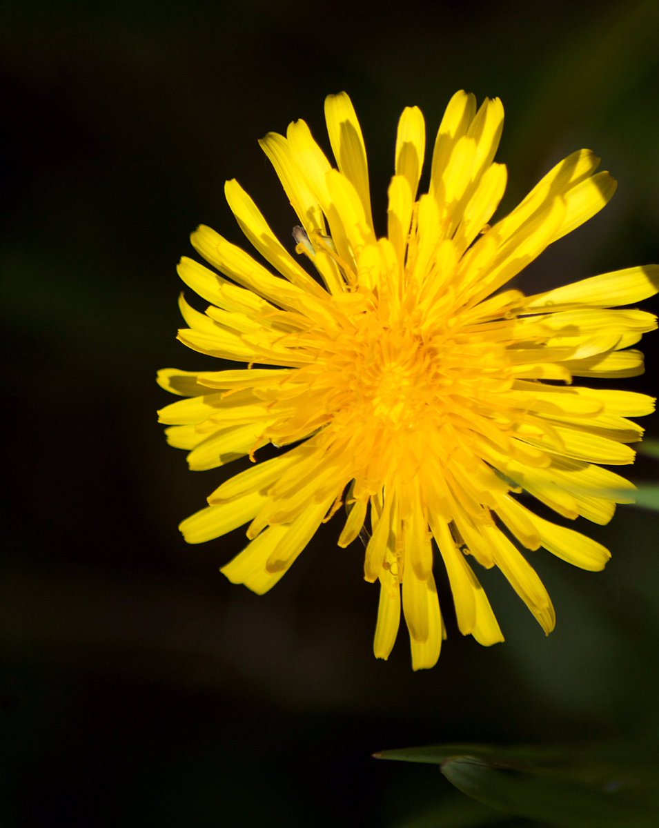 CMemories73's tweet image. So finally took the DSLR out for spin on my walk to my local park. Felt self conscious but eventually got over it and took some pics.. prefer the first one. What do u think?
#flowers #park @BBCCountryfile @myattsfields 
Beautiful wildlife garden to explore. 
#mojoback #happy 🤗👍🏻