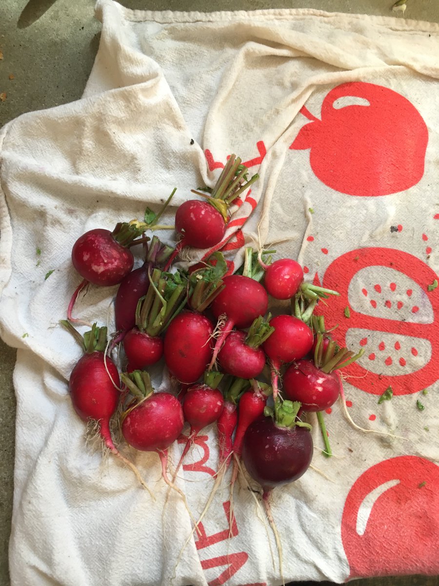 potatoes are huge/transplanting volunteer tomatoes/picked some radishes and arugula