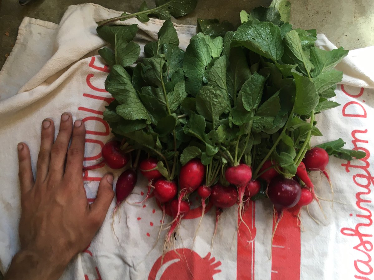 potatoes are huge/transplanting volunteer tomatoes/picked some radishes and arugula
