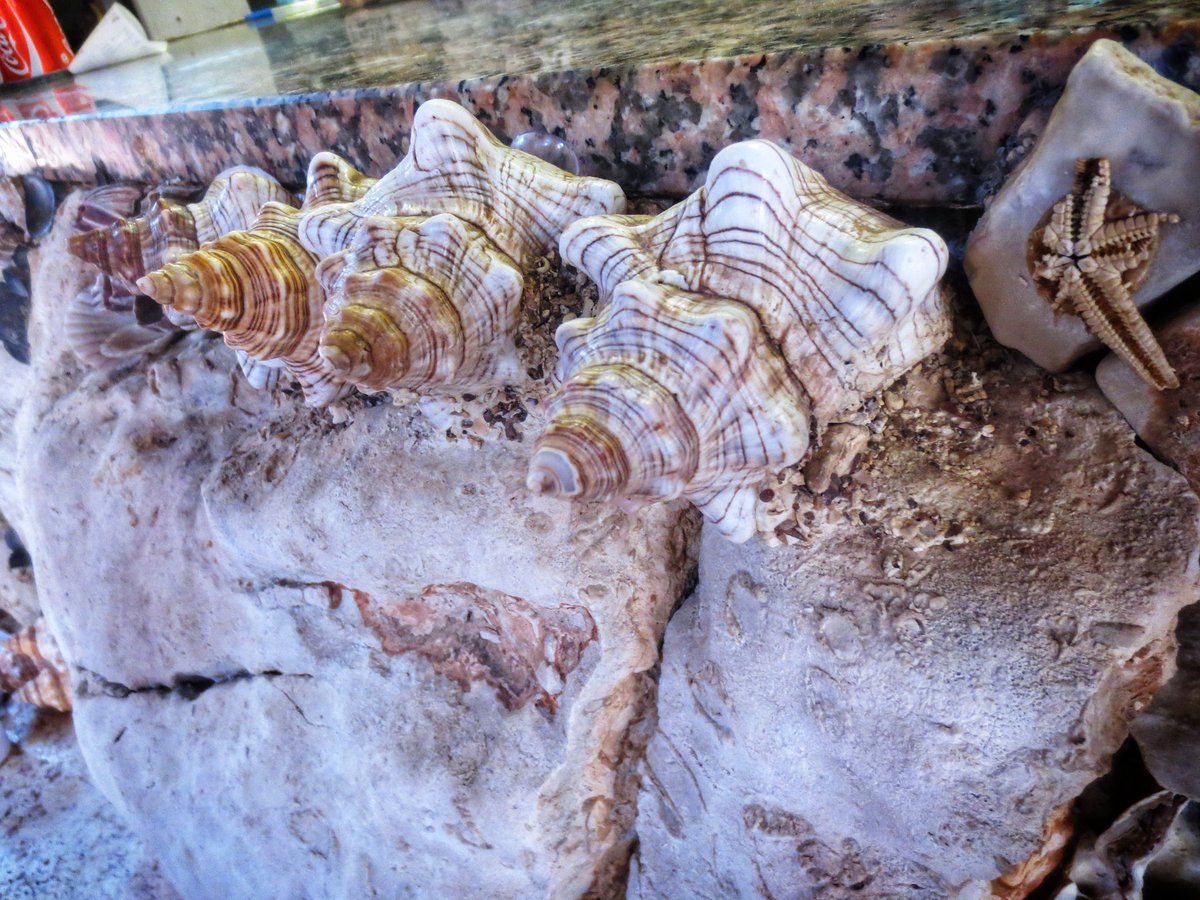GiuliaTurchetto's tweet photo. "Le conchiglie non conoscono le parole, eppure nel loro suono così semplice è descritto tutto il mare." (Fabrizio Caramagna)
.
(Premantura 2013) 
.
#IoRestoAcasa #IoRestoAcasaMaViaggioConLaMente #TorneremoAviaggiare #Conchiglie #SafariBar #Premantura #Croazia https://t.co/ipRgjvumZT
