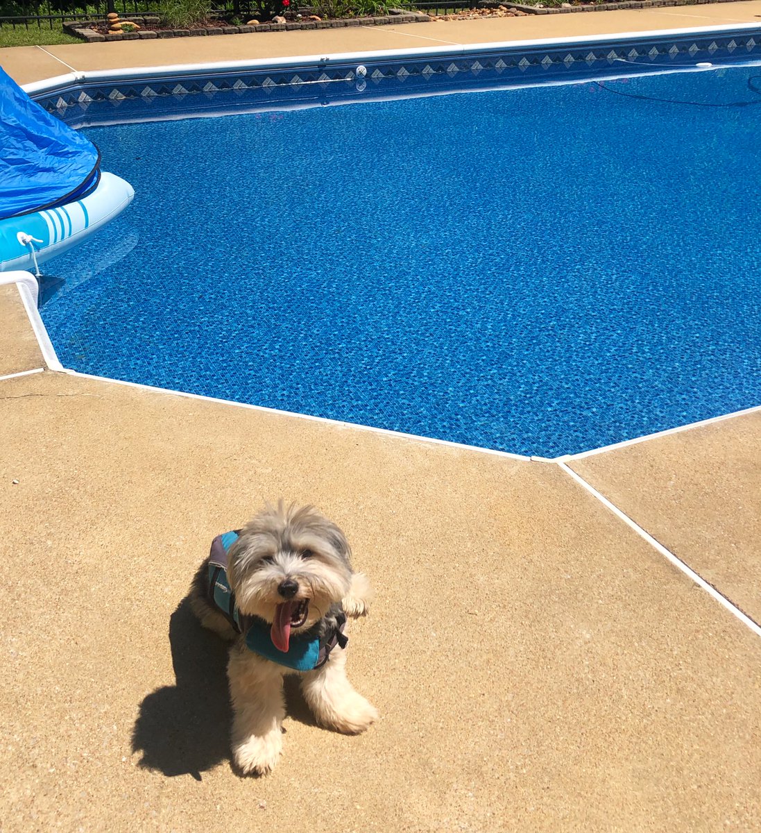 mjshields's tweet photo. @ZTAedavis @tedavis_lexbear @carolin03323698 @HudsonEDavis We are doing the same! #FirstPoolDay https://t.co/hB5KzRJ3jM
