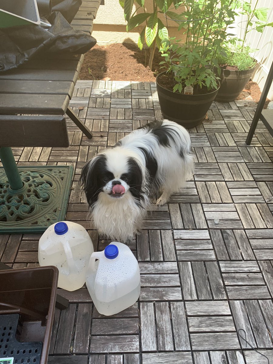 RafaChin09's tweet photo. Supervising @akgonzal327 while we garden makes for a thirsty dog. Now how do I open these water containers with my paw... https://t.co/lETAI4Thcq
