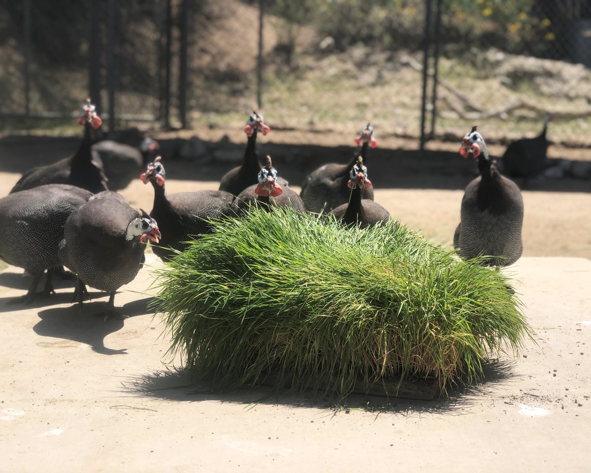 livingdesert's tweet photo. Squawk goals! #FlockingAmazing
#DidYouKnow Guineafowl are very active and socially complex.
Their flocks have a very distinct pecking order among the males. #NowYouKnow
#Guineafowl #TheLivingDesert https://t.co/hCJHVCAQ1O
