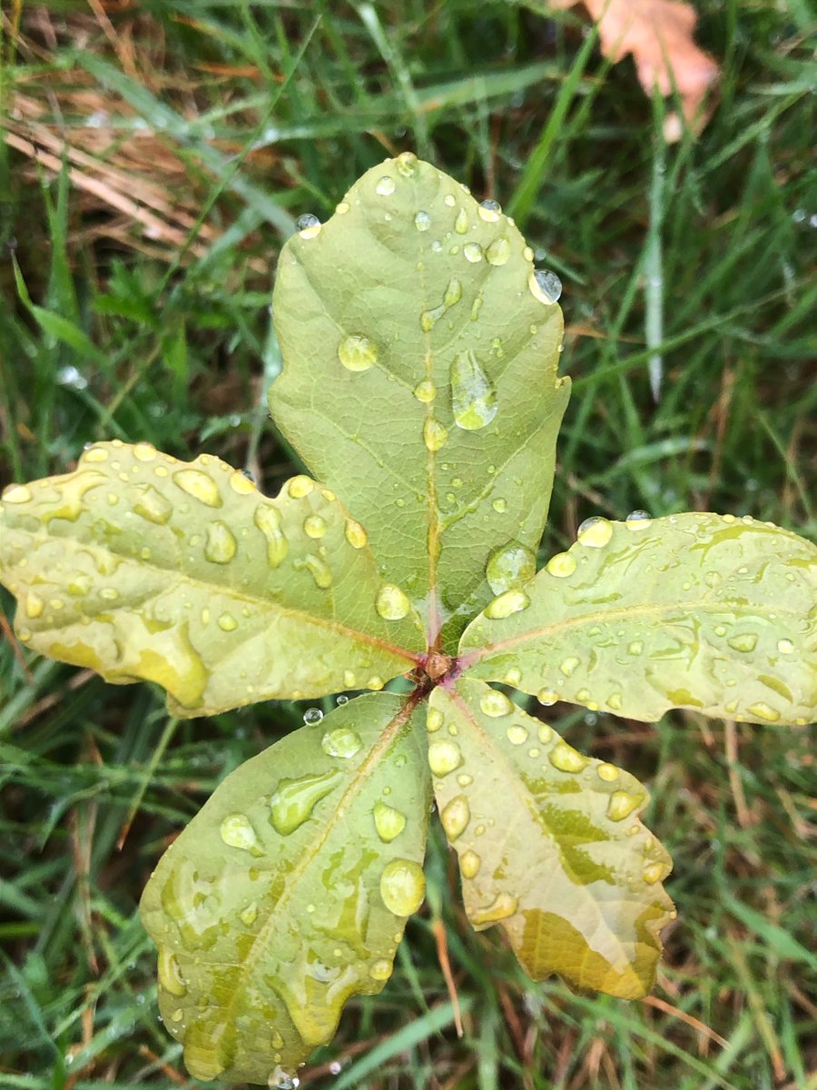 #30DayChallenge Day 11: Here we have a baby oak tree covered in droplets!🌲💧Did you know Oak trees can live for 1000 years!!! 🤯 That’s a lot of birthdays! 😂🥳  Stay safe everyone  #StayHomeStaySafe #BabyWildlife #wildlifephotography