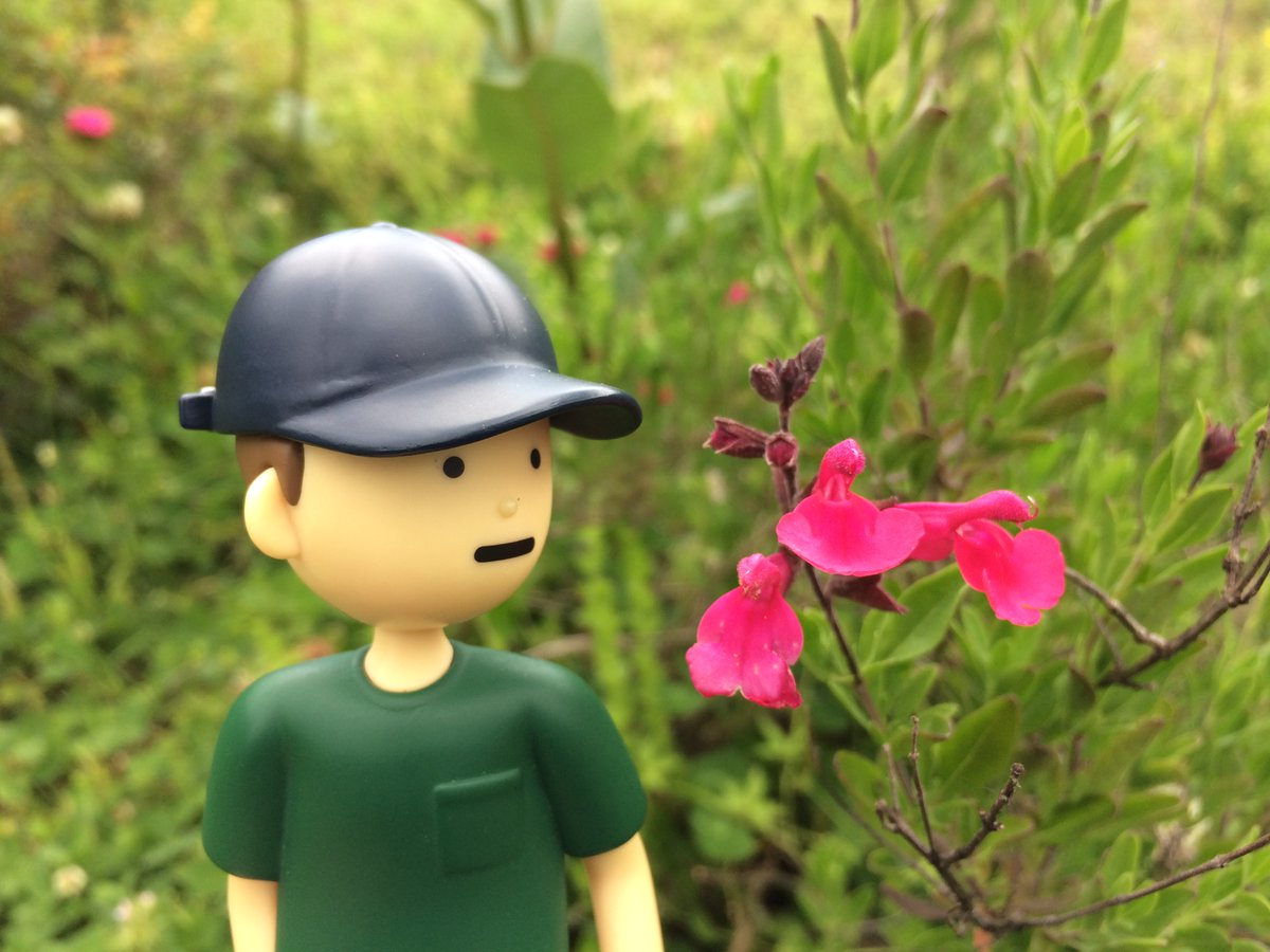 White salvia and pink salvia. We love all salvias.