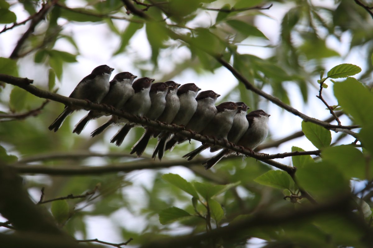 bigbobbejaan's tweet photo. Today's walk revealed these little beauties, fledgling long tailed tits. @MeganMcCubbin  @IoloWilliams2 @ChrisGPackham @CarlBovisNature @FenlandP @Julielauretta @wildmanrouse @RareBirdAlertUK @Nature_Scotland @World1Nature @BBCSpringwatch #Springwatch https://t.co/WoTWfq3qey