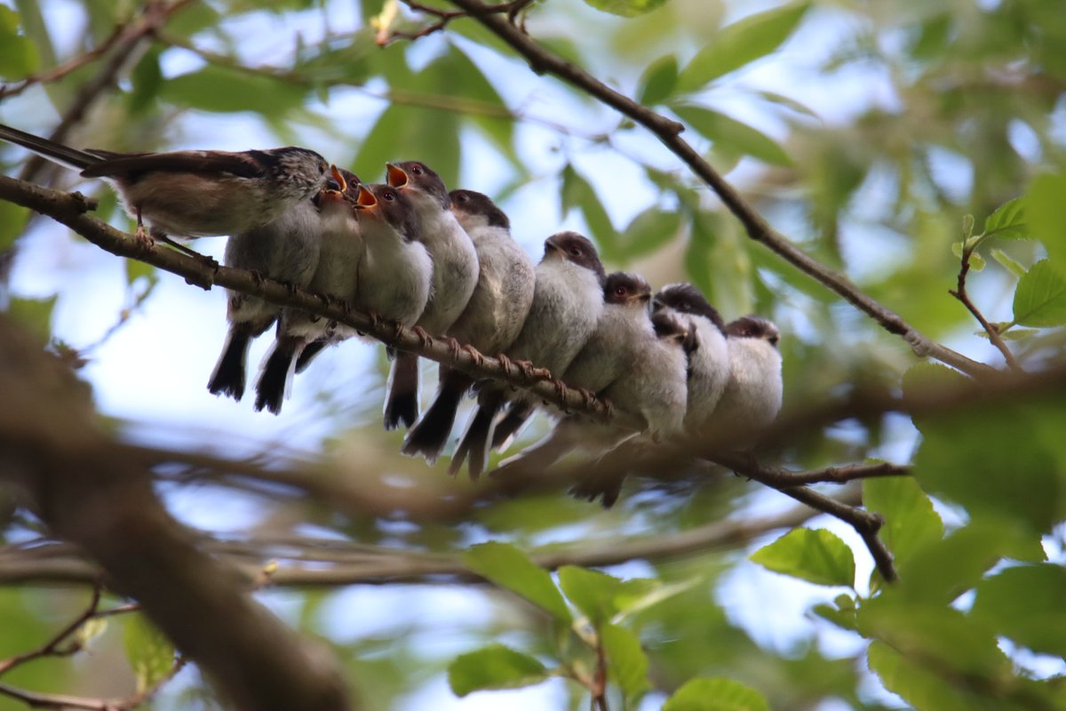 bigbobbejaan's tweet photo. Today's walk revealed these little beauties, fledgling long tailed tits. @MeganMcCubbin  @IoloWilliams2 @ChrisGPackham @CarlBovisNature @FenlandP @Julielauretta @wildmanrouse @RareBirdAlertUK @Nature_Scotland @World1Nature @BBCSpringwatch #Springwatch https://t.co/WoTWfq3qey