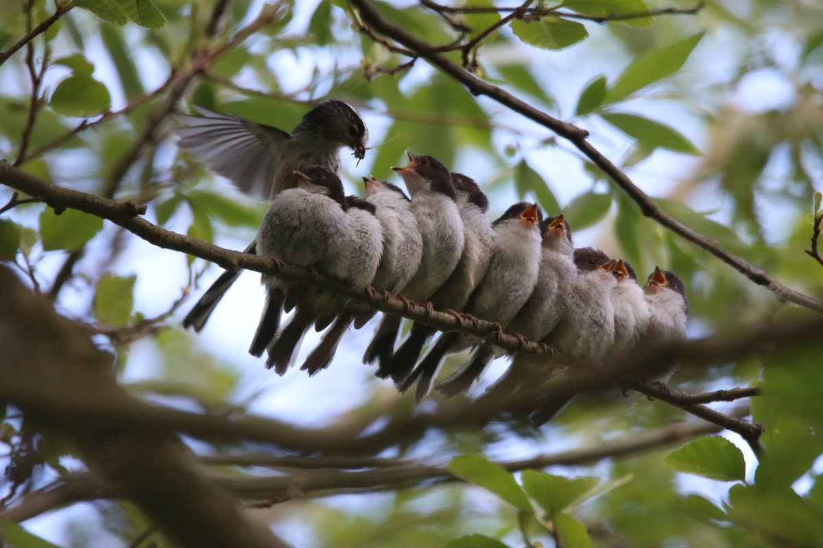 bigbobbejaan's tweet photo. Today's walk revealed these little beauties, fledgling long tailed tits. @MeganMcCubbin  @IoloWilliams2 @ChrisGPackham @CarlBovisNature @FenlandP @Julielauretta @wildmanrouse @RareBirdAlertUK @Nature_Scotland @World1Nature @BBCSpringwatch #Springwatch https://t.co/WoTWfq3qey