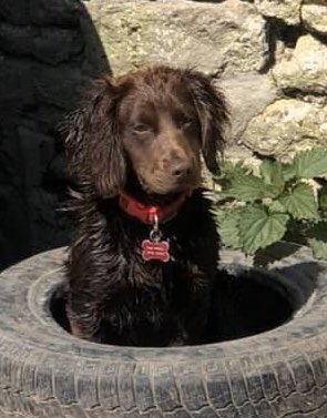 rosieDoc2's tweet photo. #DorsetCocker 💞STOLEN DOG💞

Chocolate / young adult #Cockerspaniel female TAKEN FROM HER HOME #Dorset #SP7 

#DogTheft #ScanMe #pleaseFindMe 

https://t.co/pHV3ZST9Yw

@rickygervais @BBCCrimewatch @PcsharonPage @WYP_CNewsome @PDBen1194 @The_Animal_Team @AlanDaffern @blacklab115 https://t.co/aVeWxCKgXp