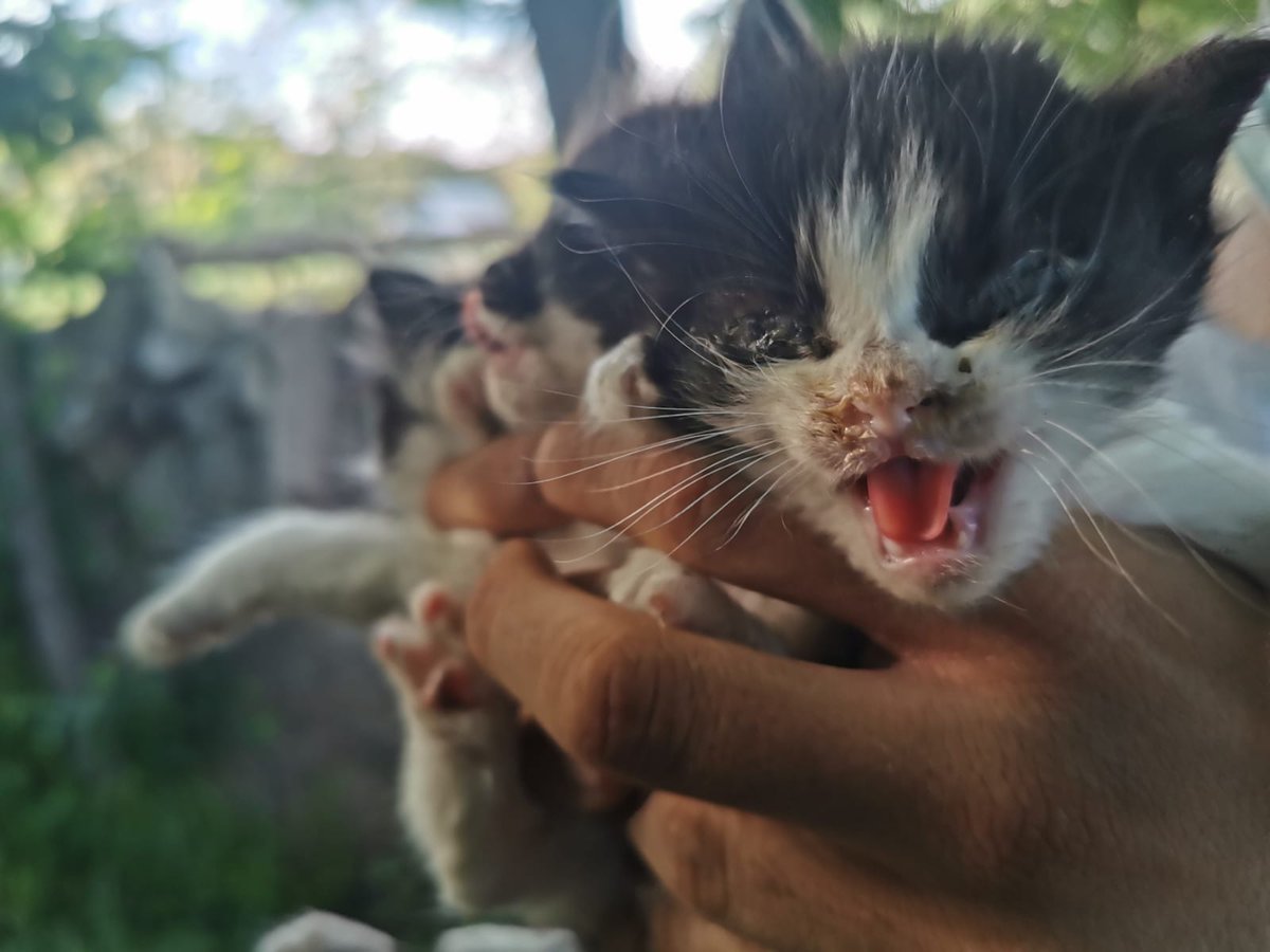 salvando_peludo's tweet photo. Estos pequeñajos son nuestros nuevos rescates de hoy. Ahora a cuidarlos para que se recuperen y cuando estén bien, podrán buscar su nuevo hogar💗
#AdoptaNoCompres #ADOPTA #Gatos #bebotes #AnimalesRescatados https://t.co/4zKgQMRFjf